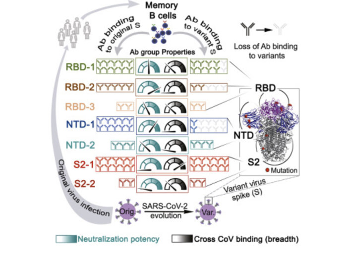 Diagram som visar effektiviteten av antikroppar mot olika delar av SARS-CoV-2 spikeproteinet och deras bindning till varianter.