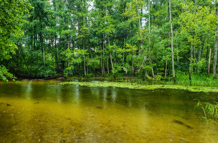 Naturscen med en grön skog, en lugn damm med vattenliljor och frodig vegetation.