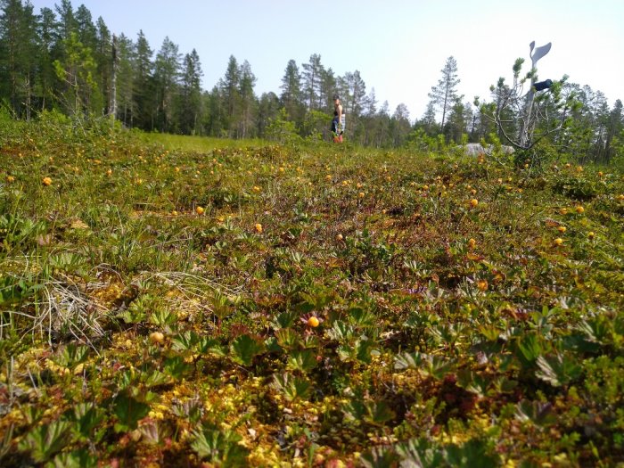 Person som vandrar i en blommande skogsglänta för avkoppling och återhämtning.