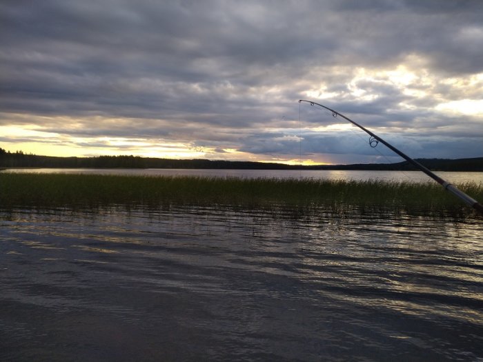 Fiskespö böjt över vattnet vid en sjö med vass och en solnedgång i bakgrunden.