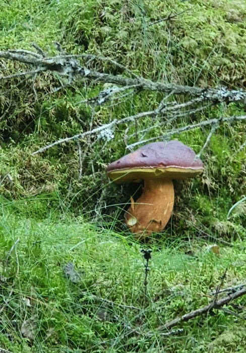 Stor brun svamp som växer bland grönt mossa och grenar i en skogsmiljö.