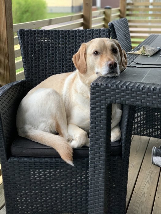 En ljusbrun hund sitter avslappnat på en svart trädgårdsstol på en trädäck.