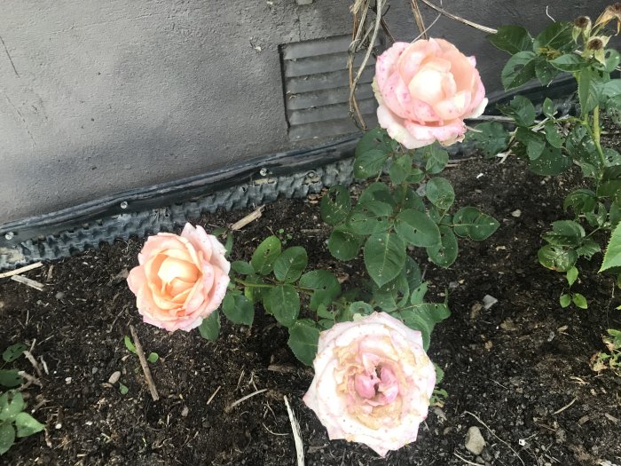 Tre rosa rosor i olika blomstadiet framför en husvägg med synlig grundisolering.