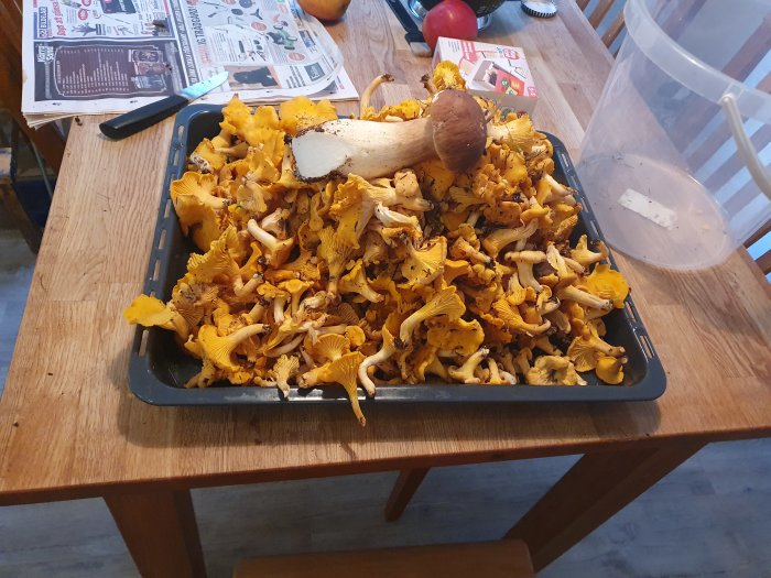 Tray filled with freshly foraged chanterelle mushrooms on a wooden kitchen table.