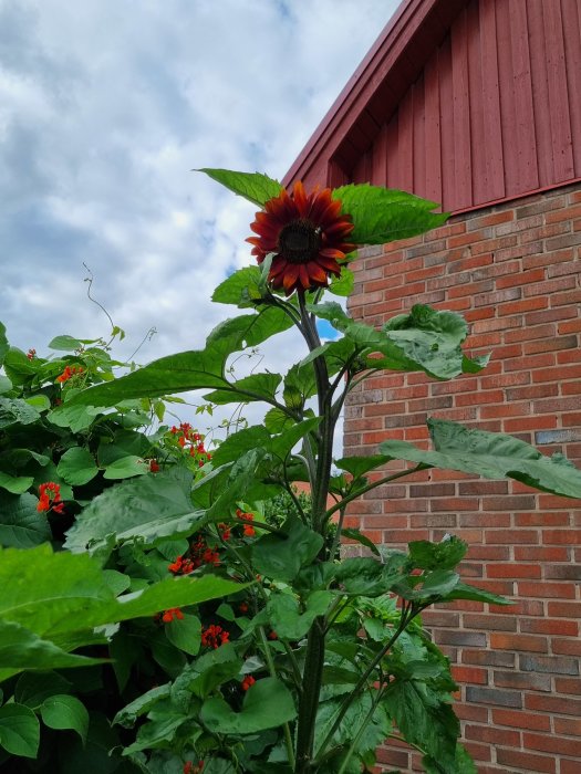 En ståtlig solros i full blom framför en rödfärgad husvägg och tegel, med gröna blad och mindre röda blommor i förgrunden.