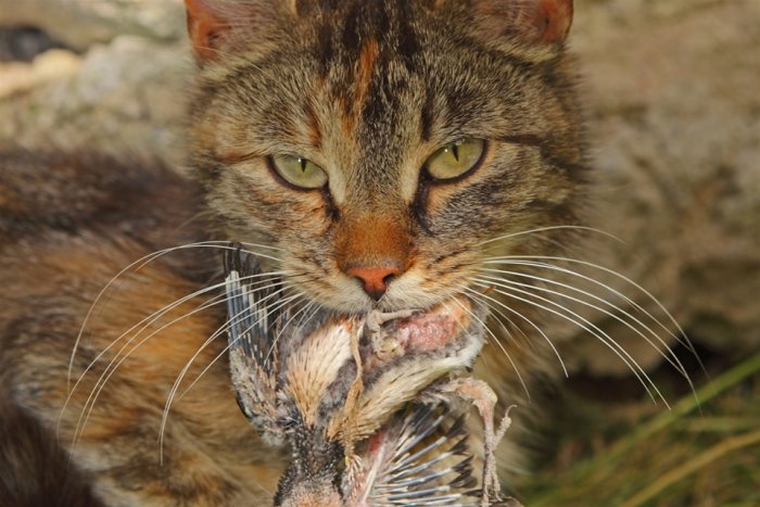 Katt håller i en gråsparv i munnen, en scen som illustrerar predatorns jaktbeteende.