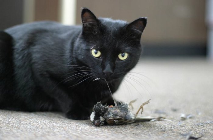 Svart katt med intensiv blick bredvid en fågel den fångat, exemplifierar huskattens jaktbeteende.