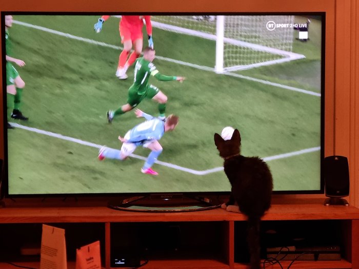 Katt sitter framför TV där en fotbollsmatch pågår och tittar på spelarna.