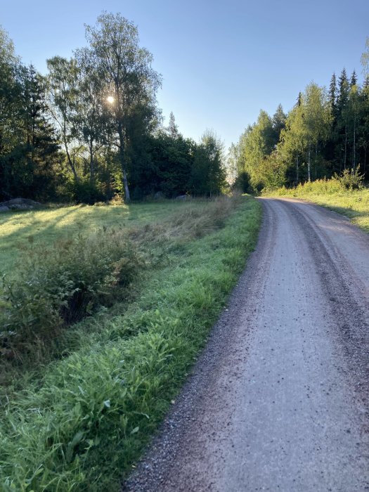 Grusväg genom grönt landskap med träd och solen som skiner genom lövverket.