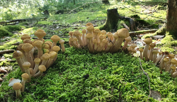 Grupp av honungsskivlingar som växer på en mossa-täckt skogsmark.