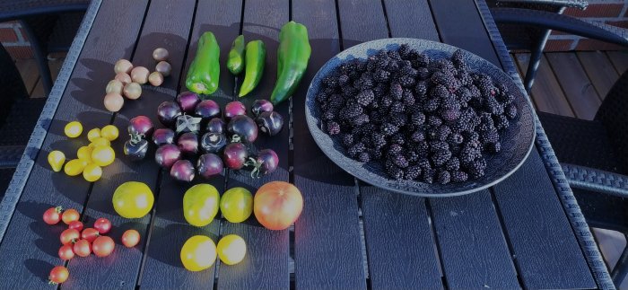 Skörd av olika tomater och gröna paprikor på ett mörkt träbord bredvid en skål full av björnbär.
