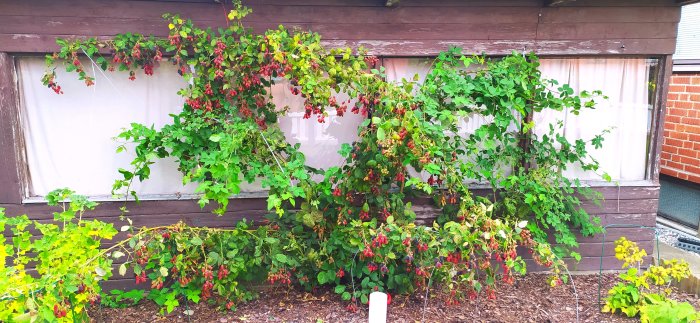 Välmogna björnbär och tomatväxter längs en husvägg med mogen frukt redo för skörd.