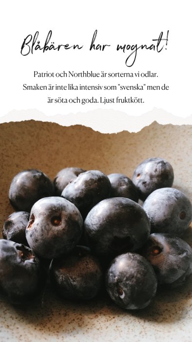 Mogna amerikanska blåbär med ljus insida på en ljus tallrik, sorterna Patriot och Northblue.