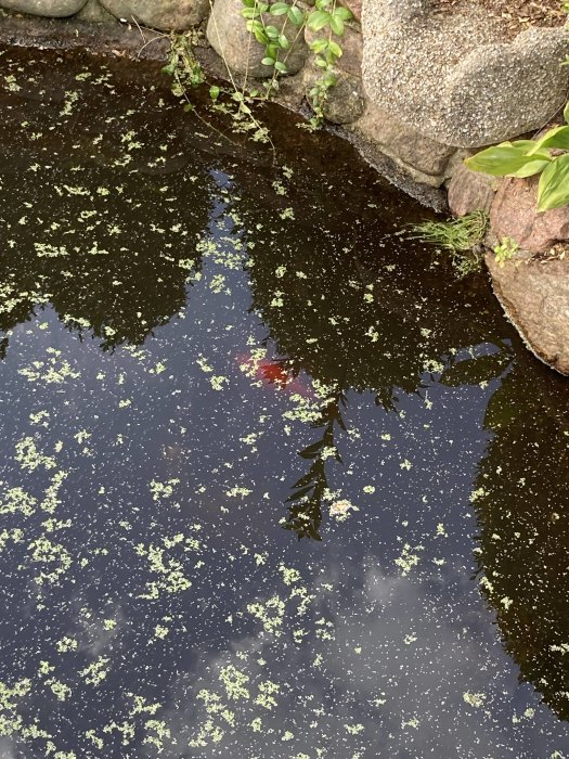 Röd fisk i en damm med vattenlins och stenkanter, med vegetation nära vattenytan.