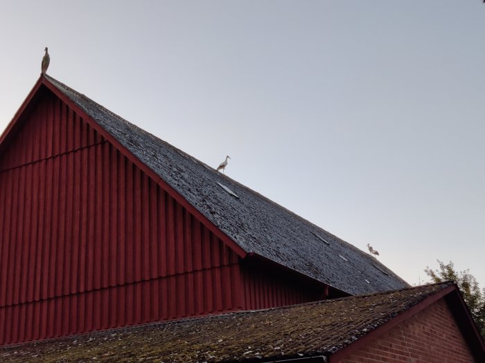 Storlom på röd lada med asbestcementtak mot klar himmel.