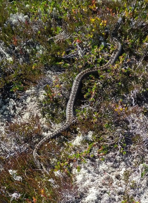 En orm som slingrar sig genom ljung och mossa på marken i skogen.