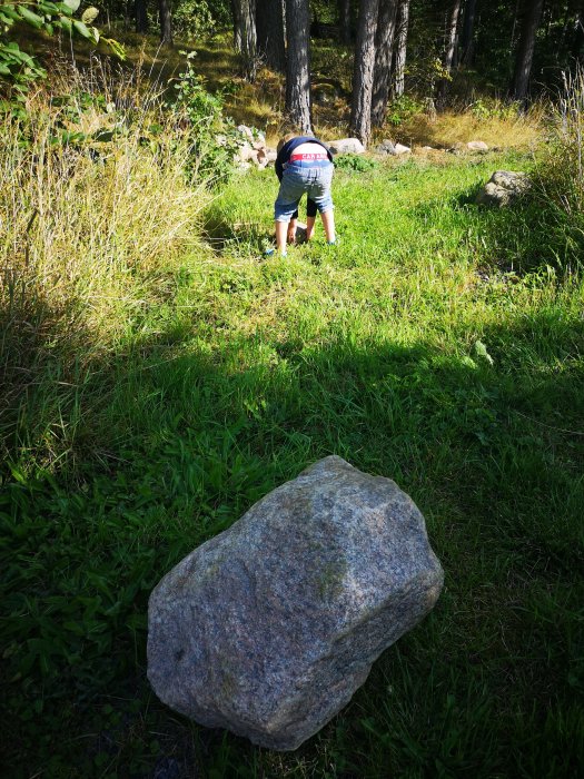 Person böjd över gräset bakom stor stenbumling på äng med skog i bakgrunden.