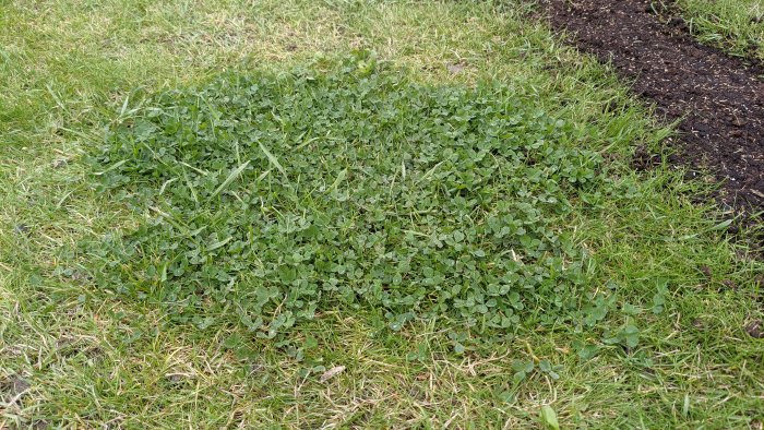 Område av gräsmatta med behandlad fläck av klöver eller ogräs, intill jordkant.