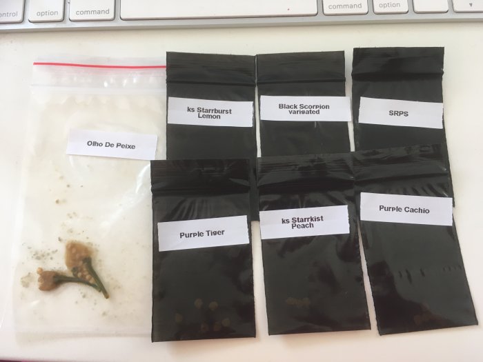 Flera små påsar med chilifrön märkta med olika sorter, t.ex. "Black Scorpion variegated" och "Purple Tiger".