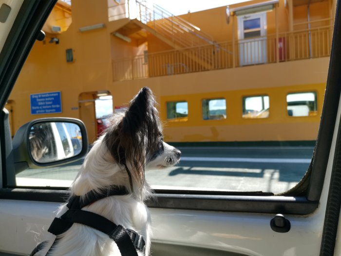 Hund i bil tittar ut genom fönstret på en gul färja under Tändkulemotorns dag i Lysekil.