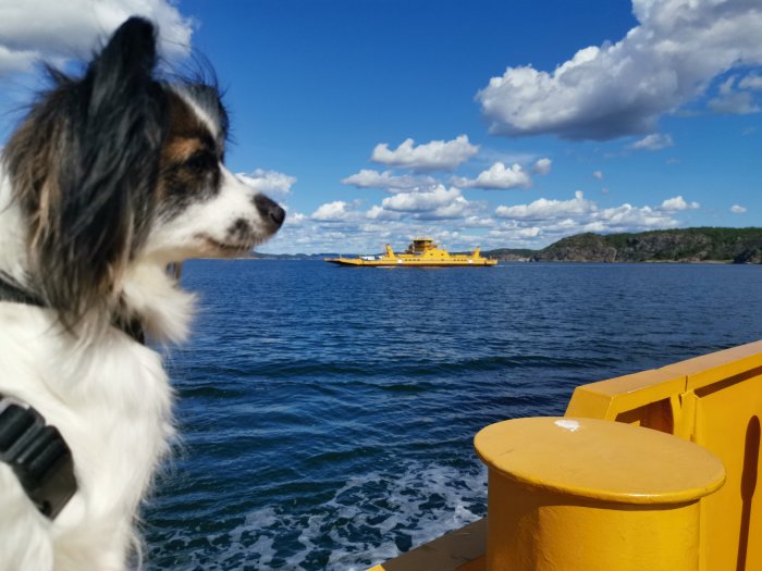 Hund tittar ut över vattnet från en färja med en annan gul färja i bakgrunden mot en himmel med moln.