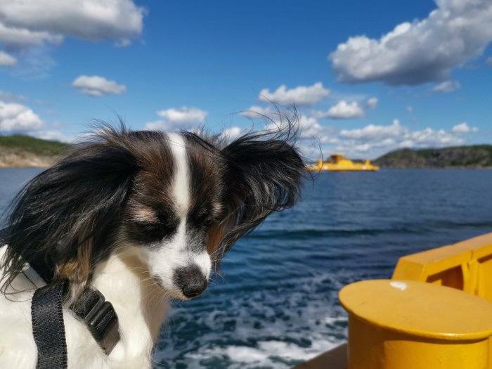 En hund ombord på en färja med en gul detalj och havet i bakgrunden.