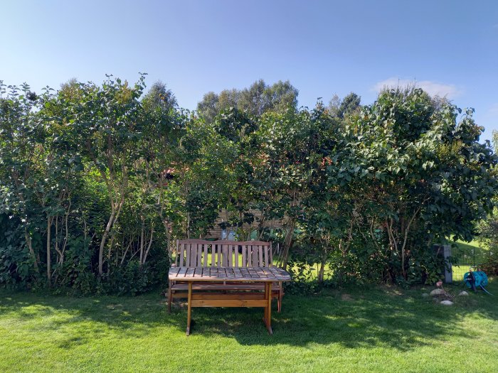 En trädgård med syrenhäck som är kala nertill, med en träbänk framför. Häcken visar tecken på beskärning och några bruna fläckar på bladen.