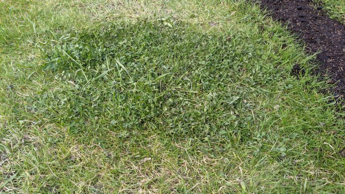 Gräsmatta med vissnande klöver och grönt gräs, en del av marken är synligt torr.