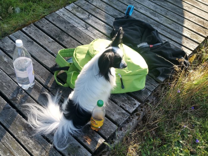 Svartvit hund sitter bredvid en grön väska och hundtillbehör på ett träunderlag utomhus.