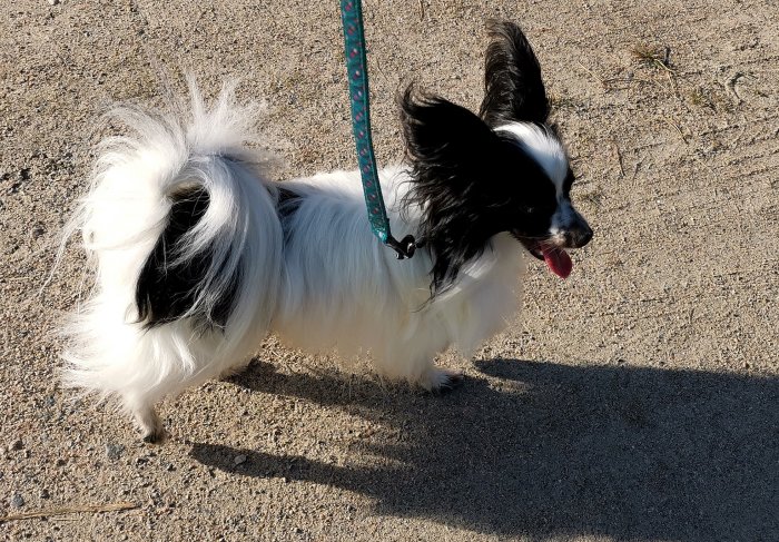 Papillonhund Jesko på promenad utomhus, representerade på en hundutställning.