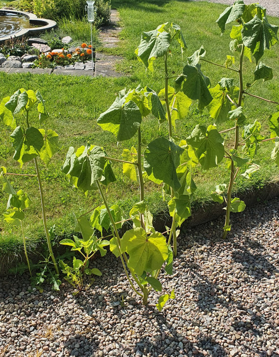 Gröna växter med småludna blad som växer i grus, eventuellt från fågelfrön, stödda av spaljéer.