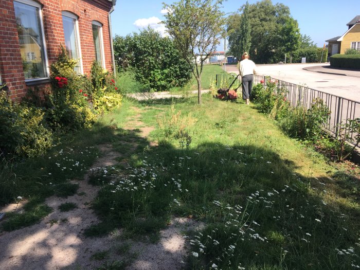 Person klipper gräsmatta nära en rödtegelbyggnad med växande blommor och ojämn gräsbevuxen gång.