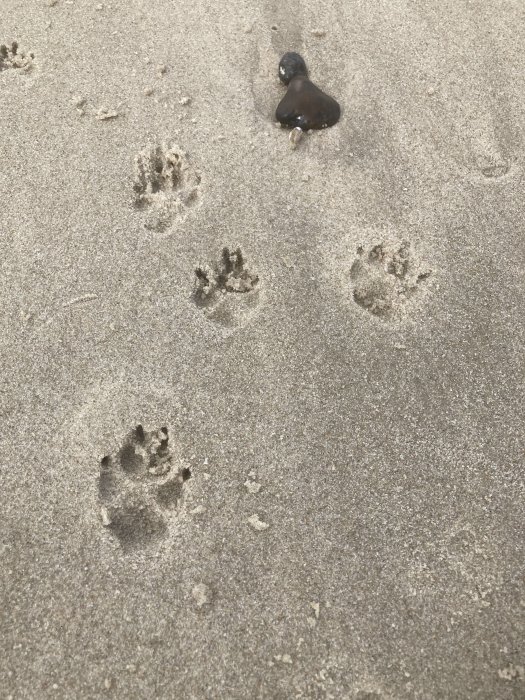 Hundtassavtryck i sand med en mörk sten på en strand.