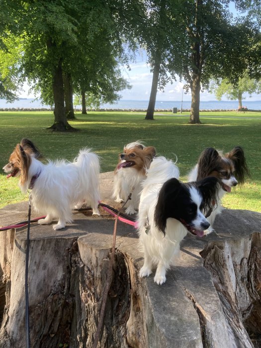 Fyra hundar på en stubbe i en park med träd och en sjö i bakgrunden.