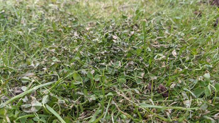 Närbild av gräsmatta med blandat grönt gräs och vissna blad, dag 3 på klövern.