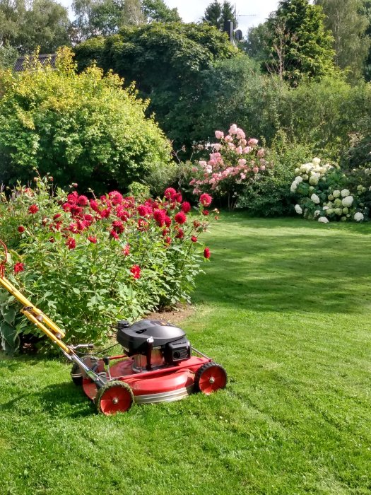 Röd gräsklippare på en välskött gräsmatta med blomstrande buskar i bakgrunden.