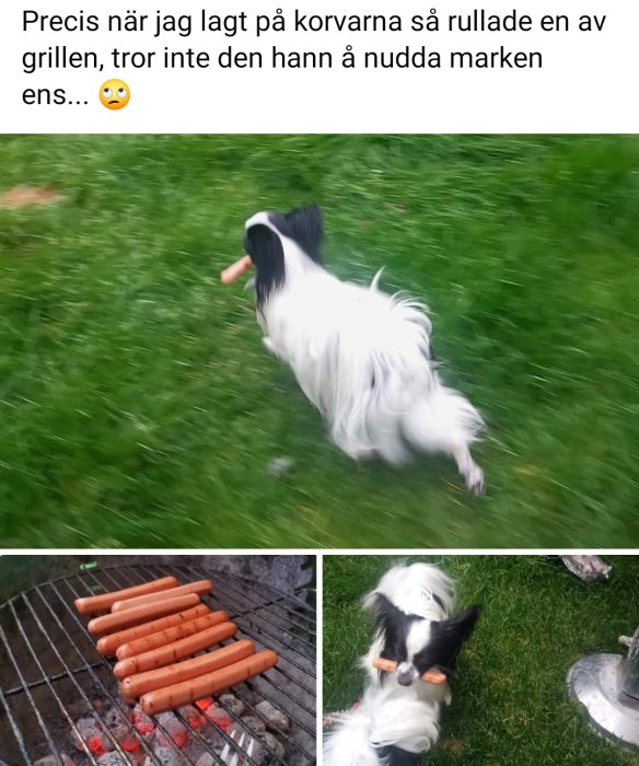 Hund springer med en grillkorv i munnen och grillkorvar på en grillgaller.