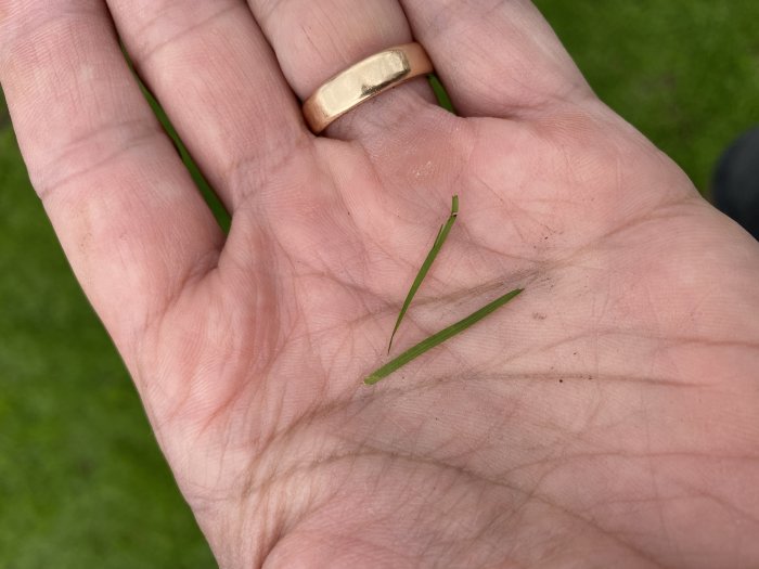 Hand med guldring som håller två klippta grässtrån.