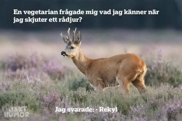 Rådjur på ett fält med texthumor om vegetarians fråga och svar om känsla vid jakt.