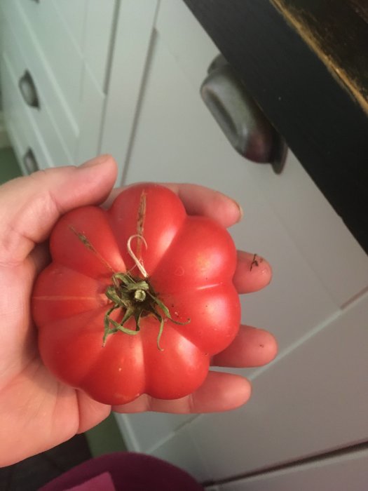 Hand håller en mogen, särpräglad röd tomat med uppstickande gröna fästen.
