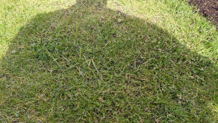 Sliten gräsmatta med skadade och glesa områden samt torrt gräs.
