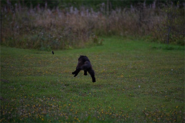 Svart hund i full fart över gräsmatta jagar en råtta.