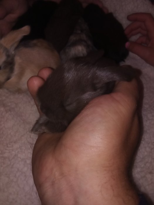 Närbild av en hand som håller nyfödda kaninungar i olika färger.