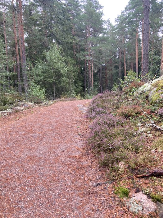 Grusväg i skog med tallar och lila ljung på sidan under en mulen himmel.