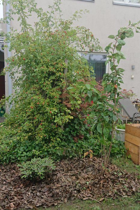 Nyplanterad Wada-buske och Prunus Ama-no-gawa i trädgård med lövfällning och buskage i bakgrunden.