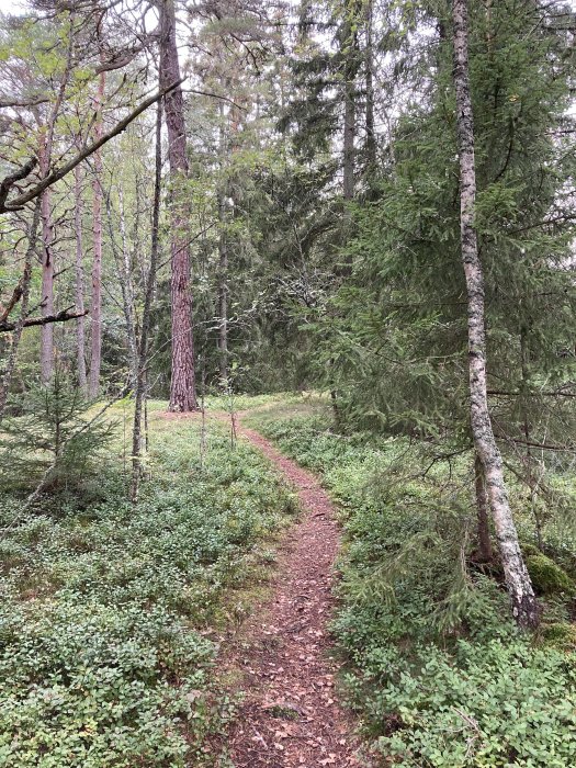 En smal stig genom en blandskog med barr- och lövträd och grönskande markvegetation.