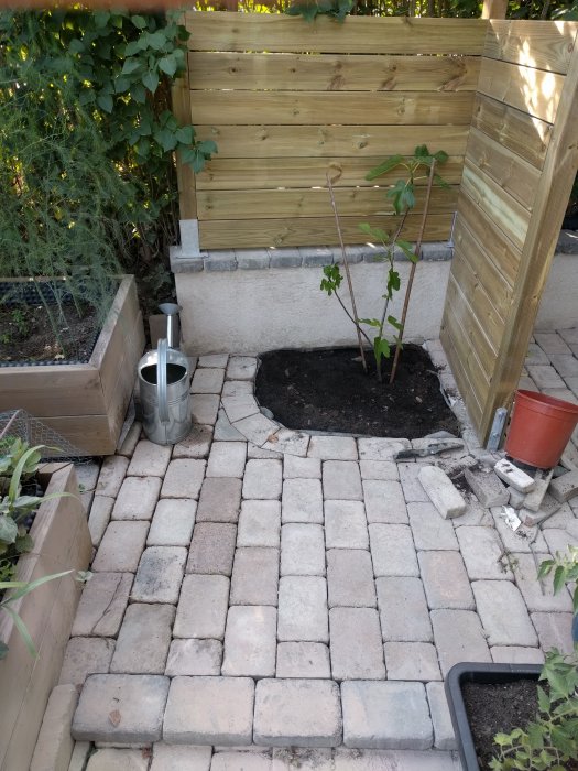 Ung planta mitt i en nyplanterad patch av jord, omgiven av stenlagd gångväg och trädäck.