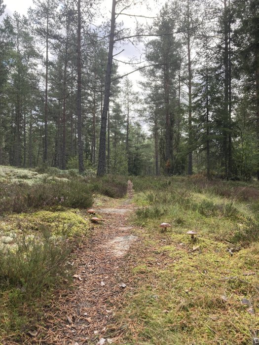 Smal skogsstig bland tallar med mark täckt av barr och flera svampar vid stigkanten.