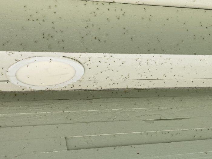 Insekter svärmar kring en lampa på en husfasad, synliga mot den ljusa ytan.