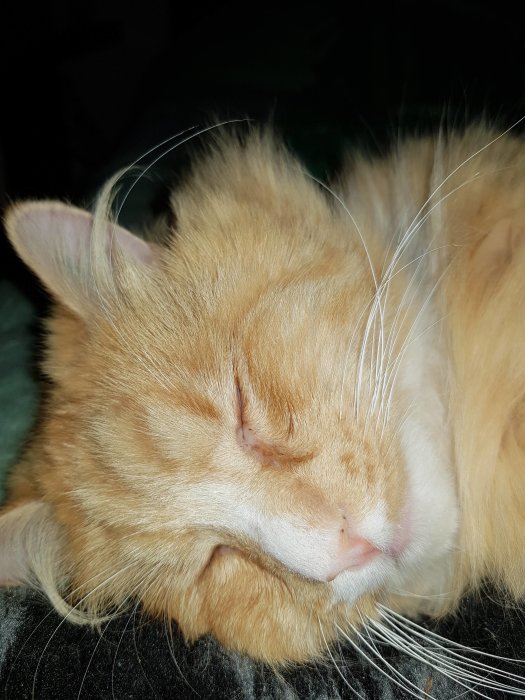 Närbild på en sovande orange katt med fluffig päls och synliga morrhår.